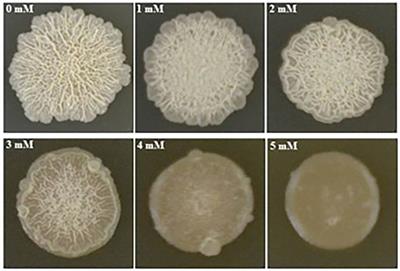 Comparative transcriptomics reveal different genetic adaptations of biofilm formation in Bacillus subtilis isolate 1JN2 in response to Cd2+ treatment